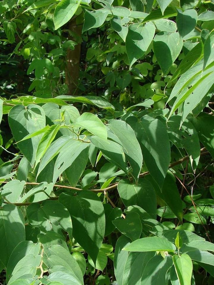 Trema Orientalis Charcoal Tree Medicinal Plants Medicinal Plants
