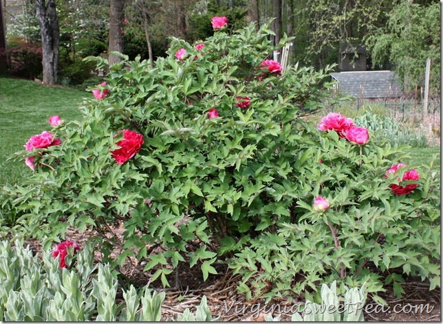 TreePeony1