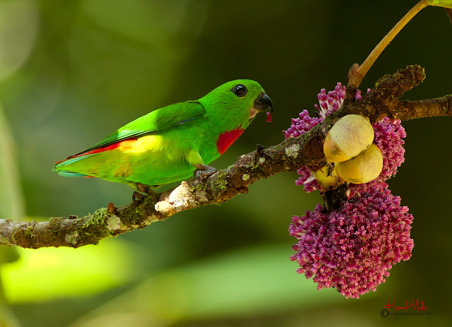 SOUTH EAST ASIA BIRDS - Malaysia birds paradise: blue-crowned hanging ...