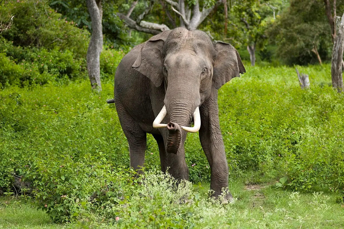 A video went viral after an elephant in Africa attacked a safari van, dies an American woman.