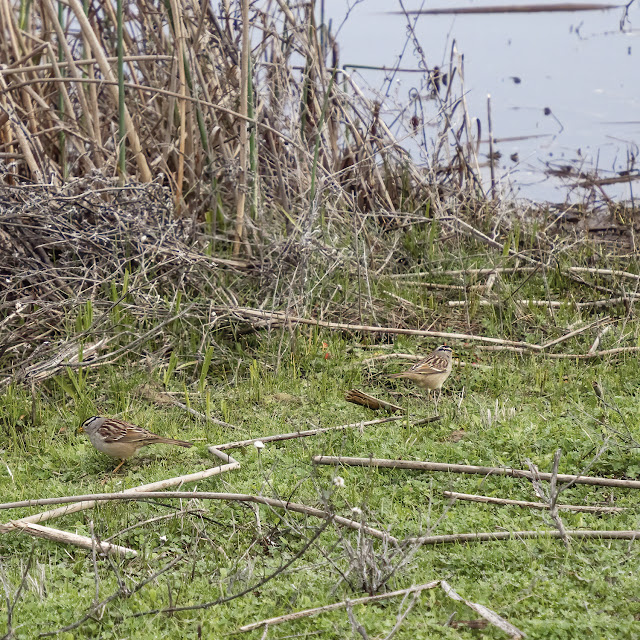 Sacramento National Wildlife Refuge, water, bokeh, mushrooms, landscape, nature, photography, outdoors, birds, birdwatching, Sparrows