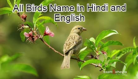 Birds Name in Hindi and English | पक्छियों के नाम