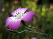 Ancora... fiori