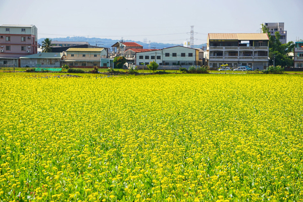 台中霧峰五福社區花海波斯菊、百日草、蕎麥花和油菜花一次滿足