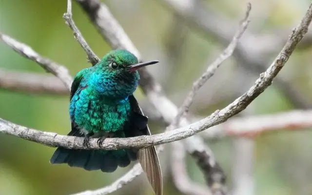 Top 10 Most Beautiful Birds of the Amazon Rainforest