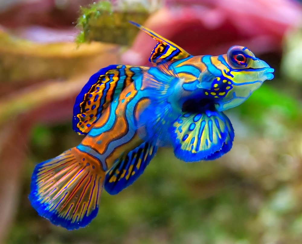 MandarinFish Ikan Paling Eksotis dan Berwarna yang Pernah 