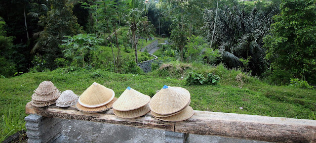 Culture de riz à Bali