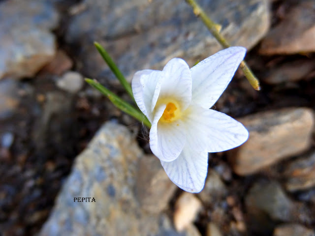 Foto flores Azafrán Blanco en los ventisqueros . Sierra Nevada