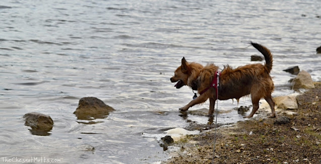 Jada getting muddy at the lake