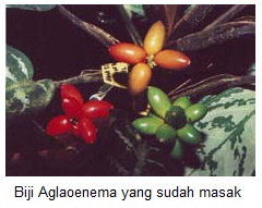  Bunga  Aglaonema  KASKUS