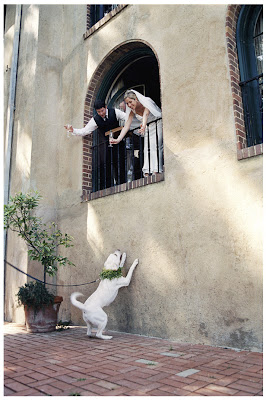 novios saludando al perro blanco