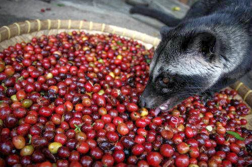 aneka kopi nusantara