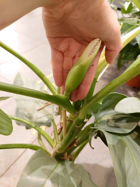 Philodendron Hastatum blomstrer med grønne kolber