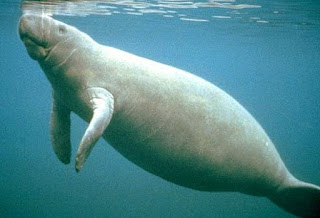 The Sea Cow