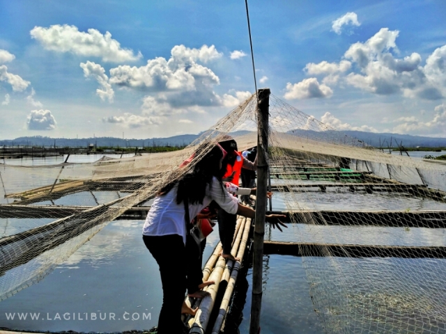 Keramba Ikan Rawa Pening Ambarawa