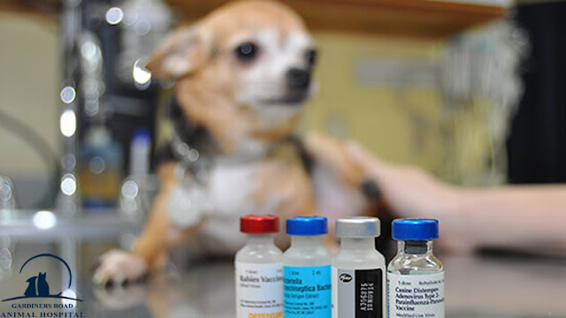 Pet Vaccination Kingston - Ways to Vaccinate More Safely Against Rabies