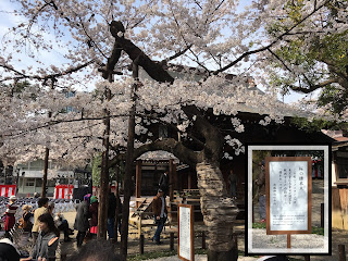 The official Someiyoshino cherry tree at Yasukuni Shrine with the explanatory signboard inset