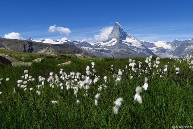 Matterhorn with fluffy white flowers that look like cotton wool in the foreground..
