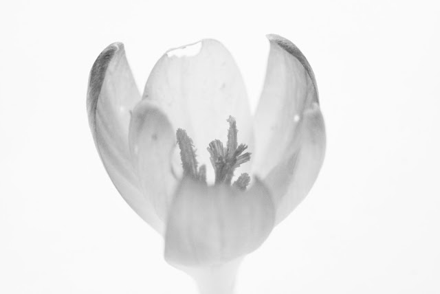 Mono image of a crocus made using a Sony Alpha 77.