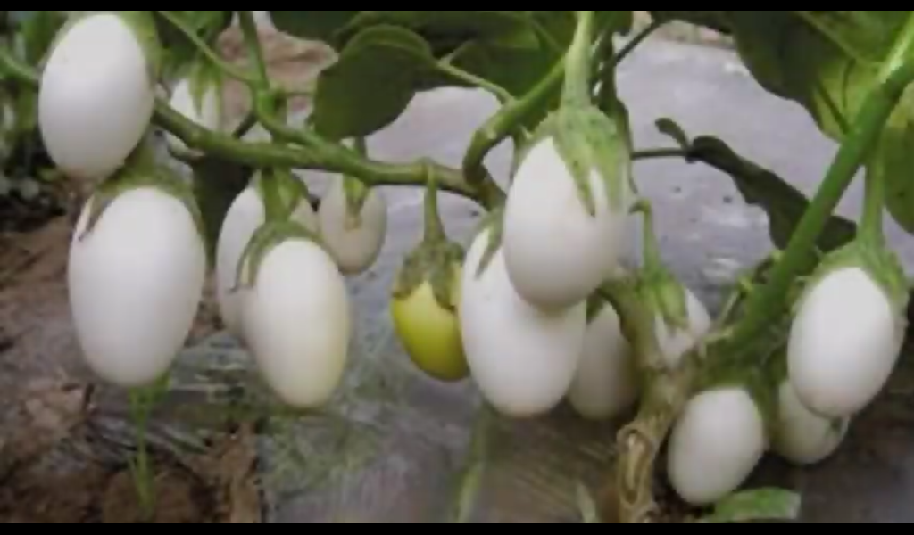 Frutas en forma de huevos en la planta ponedora, Solanum ovigerum