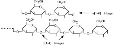 Glycogen structure