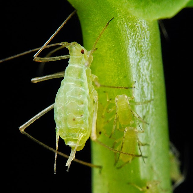 Aphid ، حشرە المن , مێرووی شیرینە