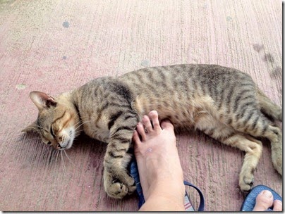 Bus Waiting X Catty Purring: Sunday Lazing