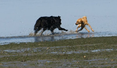 Herald and Scout at Play