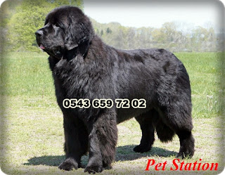 satılık newfoundland yavru ilanları, satılık newfoundland köpek, sahibinden satılık newfoundland, newfoundland fiyat, newfoundland yavru fiyatları, newfoundland yavrusu, newfoundland yavru, newfoundlan yavru satılık, newfoundland köpek yavruları, satılık newfoundland yavruları istanbul, satılık newfoundland yavruları ankara, satılık newfoundland yavruları izmir, satılık newfoundland yavrularıa antalya, satılık newfoundland yavruları çanakkale, satılık newfoundland yavruları eskişehir, satılık newfoundland bursa, satılık newfoundland yavruları sakarya, satılık newfoundland yavruları trabzon, satılık newfoundland yavruları muğla, satılık newfoundland yavruları denizli, satılık newfoundland yavruları adapazarı, satılık newfoundland yavruları hatay, satılık newfoundland yavruları samsun,