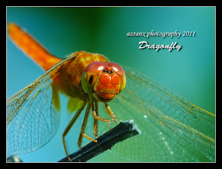 Fz40 aka Fz45 Close up macro dragonfly