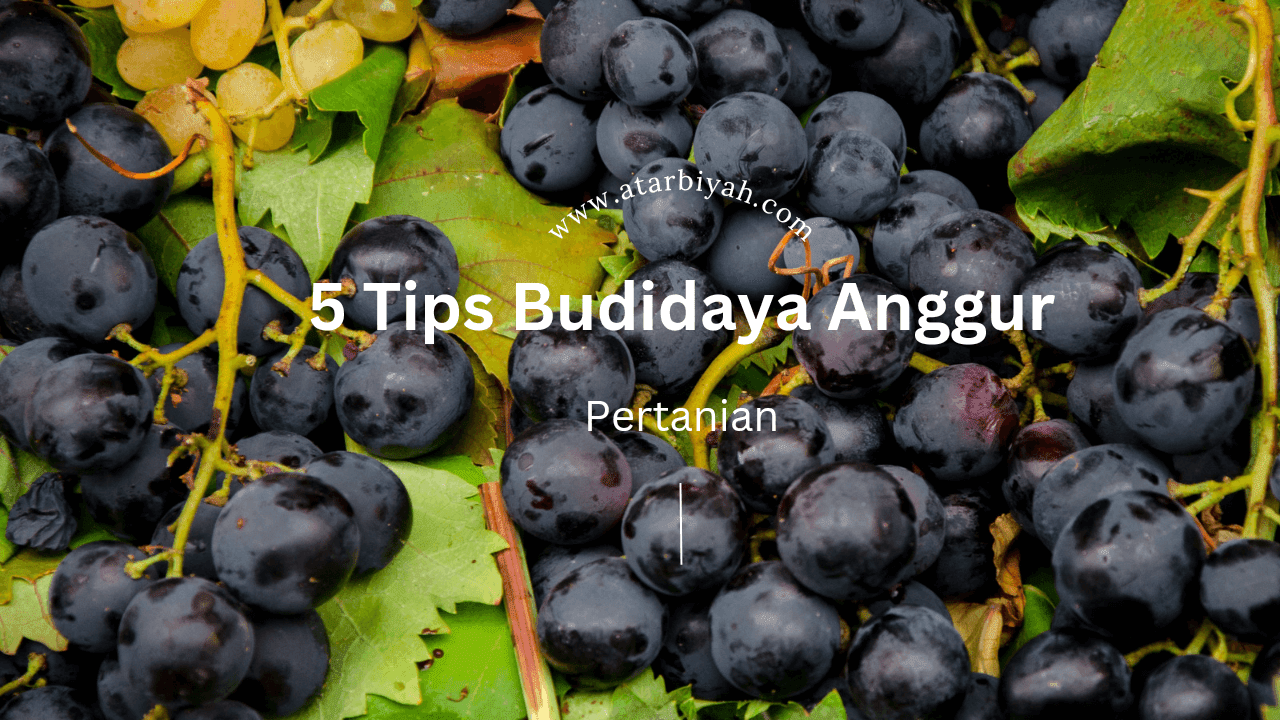 Tips Budidaya Anggur