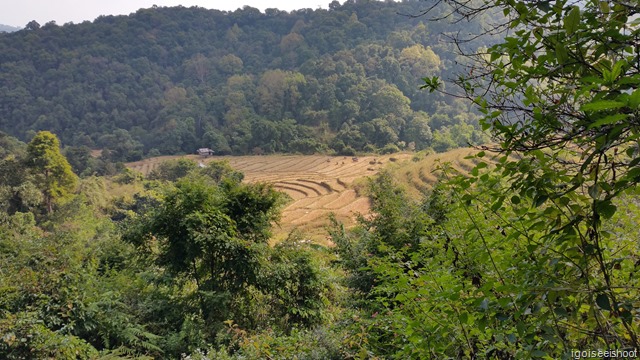 Soft treking trail at Doi Inthanon  National Park, Chiangmai