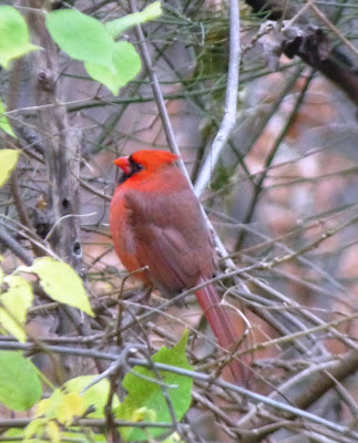 male cardinal