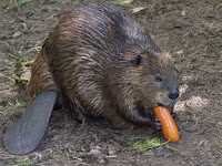 Beaver Animal Pictures