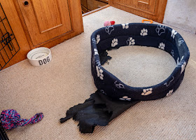 Photo of the remains of Ruby's bed after she ripped and chewed the bottom out of it