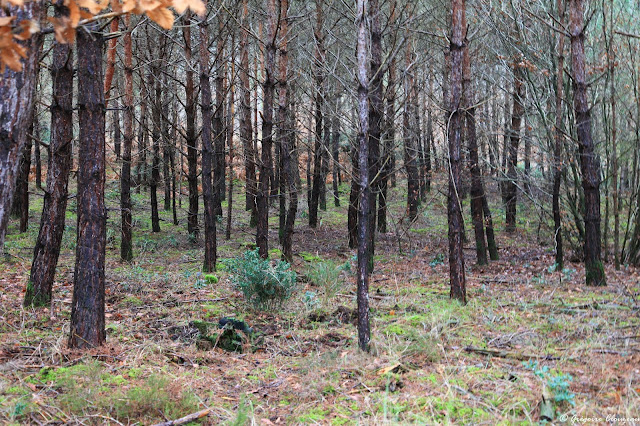 Jeunes pins en plantation serrée en forêt de Fontainebleau