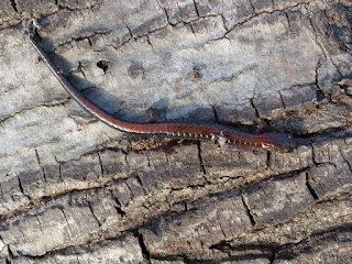 Salamandre cendrée - Plethodon cinereus - Salamandre rayée