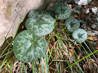 [Primulaceae] Cyclamen sp