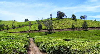 suasana sejuk kebun teh wonosari, http://kebuntehwonosari.blogspot.com/, 085755059965