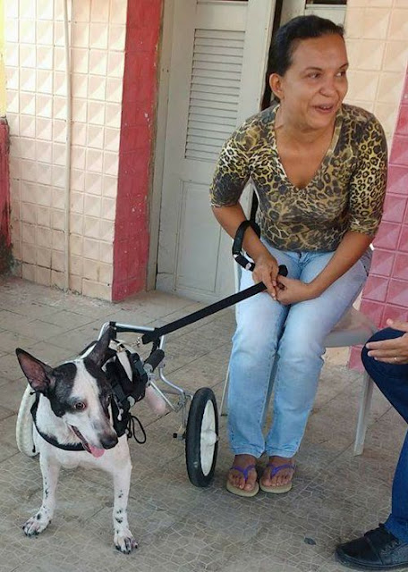 Cão ganha cadeira de rodas 