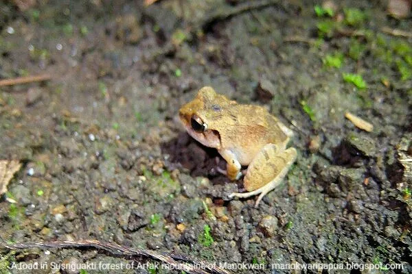 Toad in Susnguakti forest of Manokwari