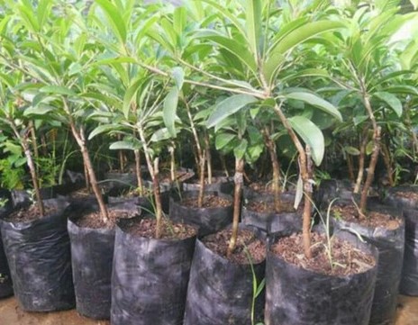 pohon sawo mexico pesan sekarang Kalimantan Barat