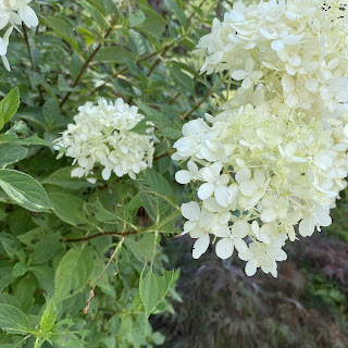 白い紫陽花