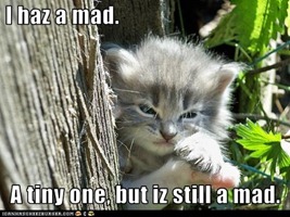 funny-cat-pictures-classic-lolcat15