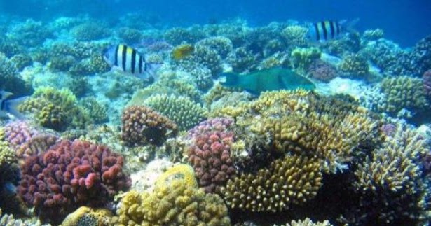 Makalah Wawasan Kemaritiman Ekosistem Laut Analis Kode Gambar Darat
