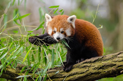Red panda facts and information