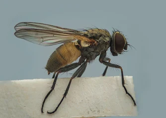 Pegomya bicolor