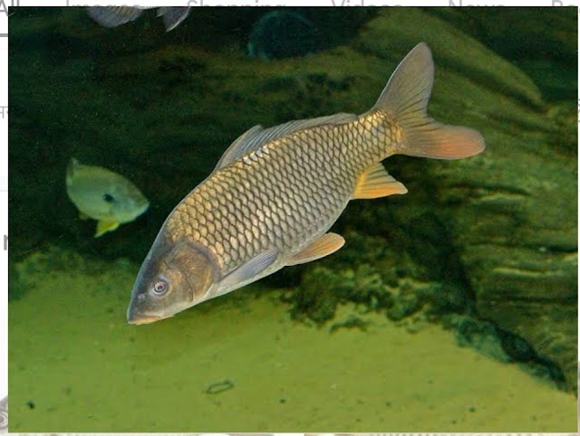 Indian Major Carps: Freshwater Fishes