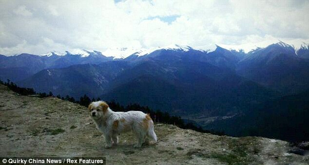 Xiao Sa, Anjing Lucu Penjelajah 1700KM China-Tibet 