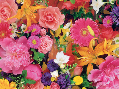 Flores del campo VI (7 beautiful colors flowers)